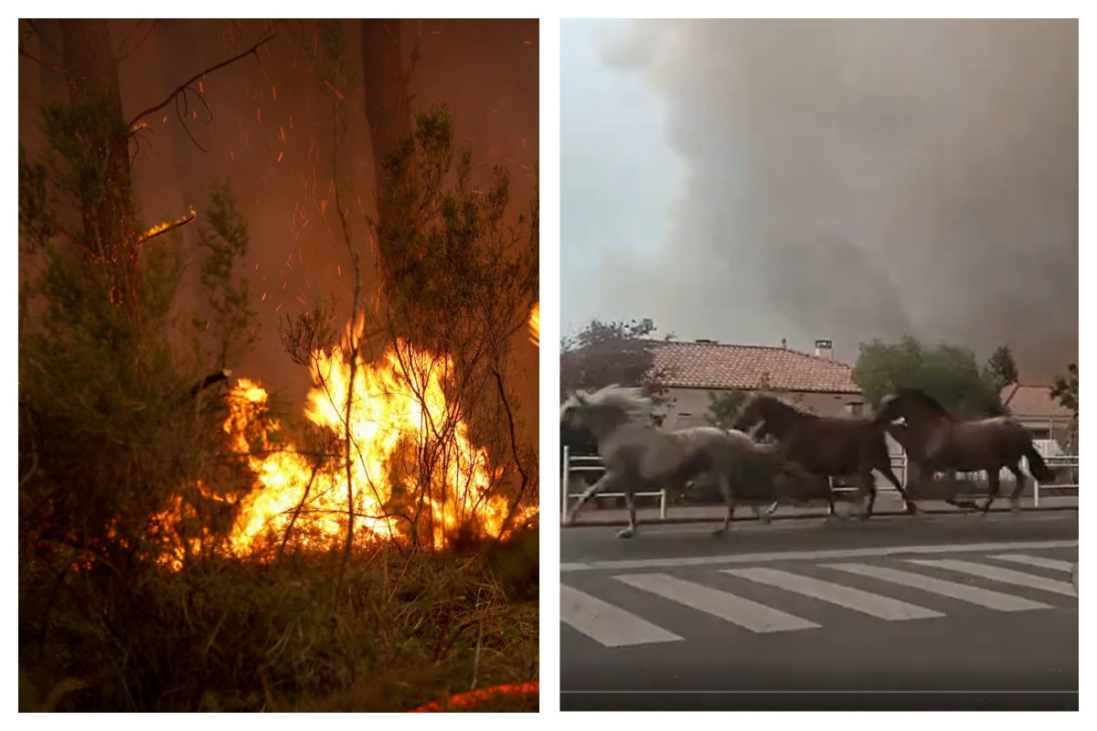 Horses&nbsp;Gallop Through French Streets&nbsp;to&nbsp;Escape&nbsp;Wildfire Flames