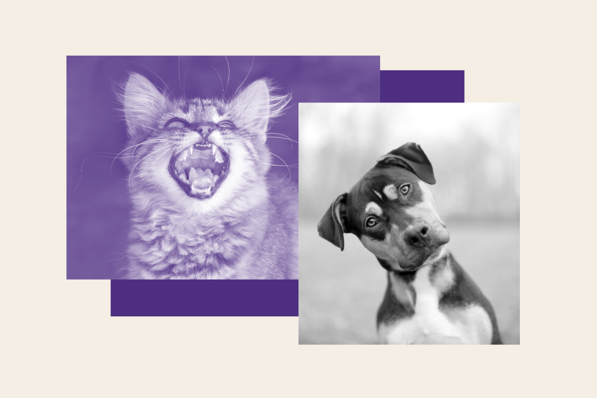 I’m a Pet-Sitter. I Never Expected Owners to Leave Me With Their Sickest Pets