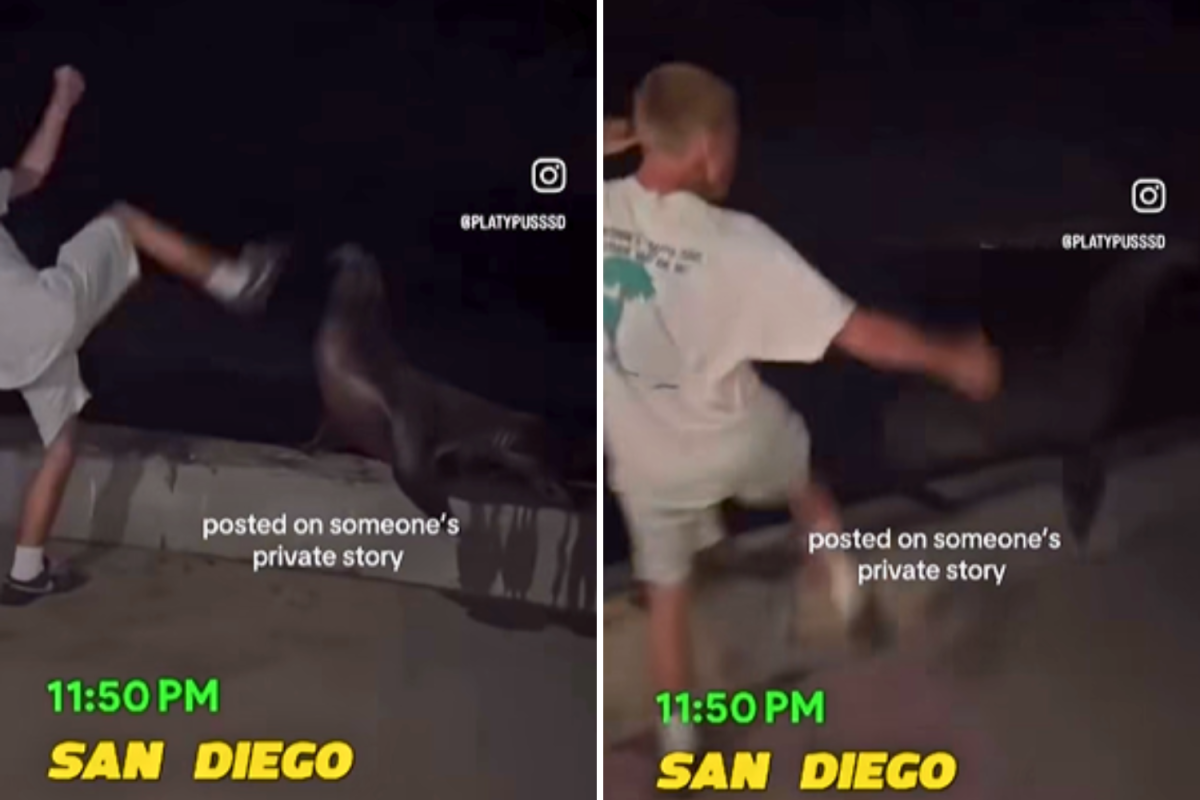 Man Appears to Kick Sea Lion in California: Potential Charges, Penalties