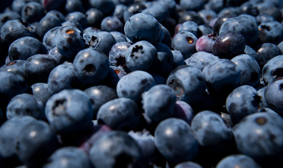 Blueberry Recall Update: FDA Issues Highest Risk Warning