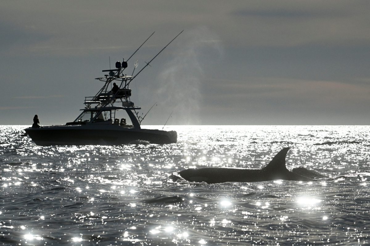 NASA Sees Early Signs El Niño Could Impact US Fish Supply