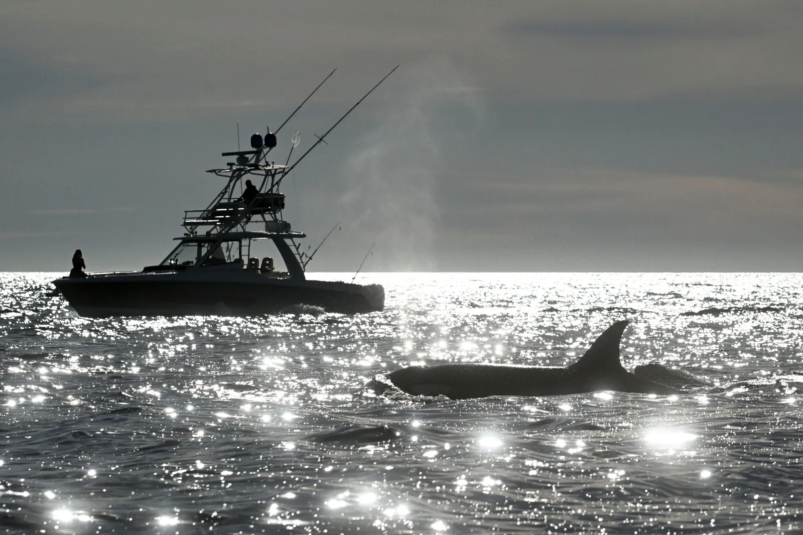 Two orcas surface near a fishing boat off of Point Loma Monday January 29, 2024, in San Diego.