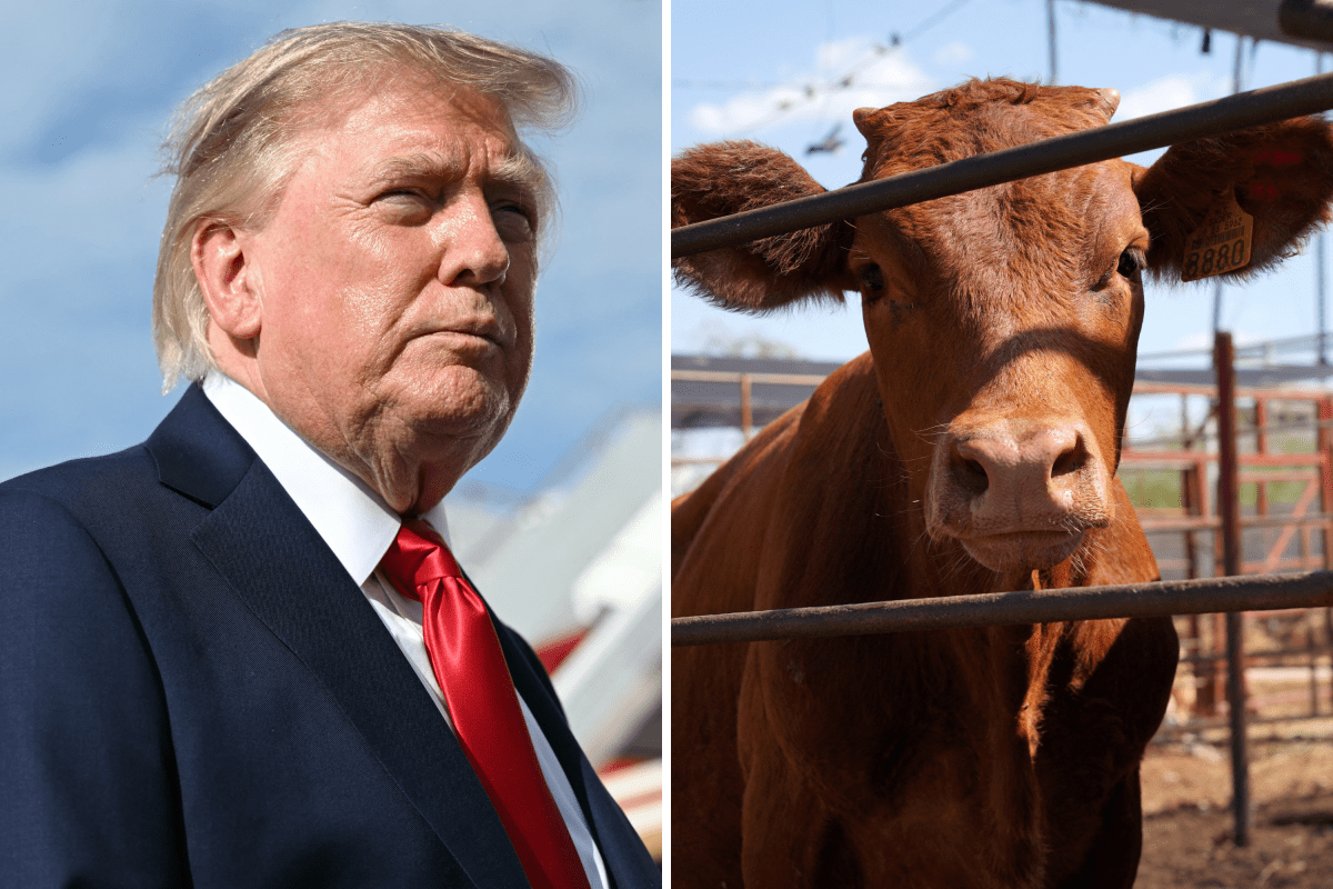 Trump's Beef Deal Sparks Anger in States Where Republicans Are Vulnerable