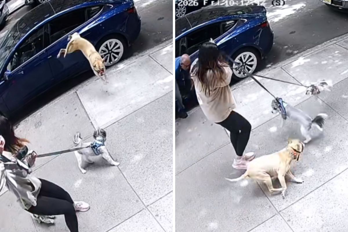 The Warning Sign Most Owners Miss Before a Dog Attack