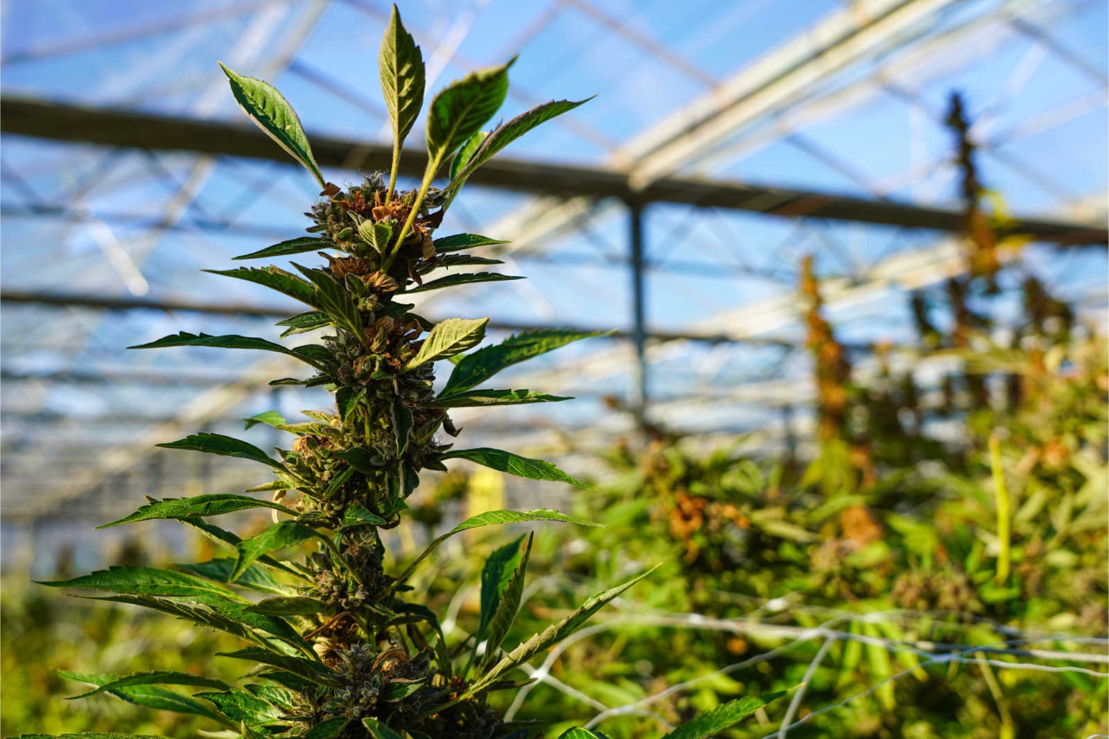 newsweek.com - Amanda Greenwood - The states looking to turn cannabis facilities into data centers
