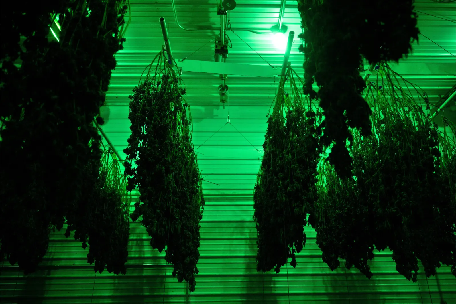 Cannabis plants are seen as they are drying at the Illicit Gardens production facility in Independence, Missouri, on March 18, 2023.