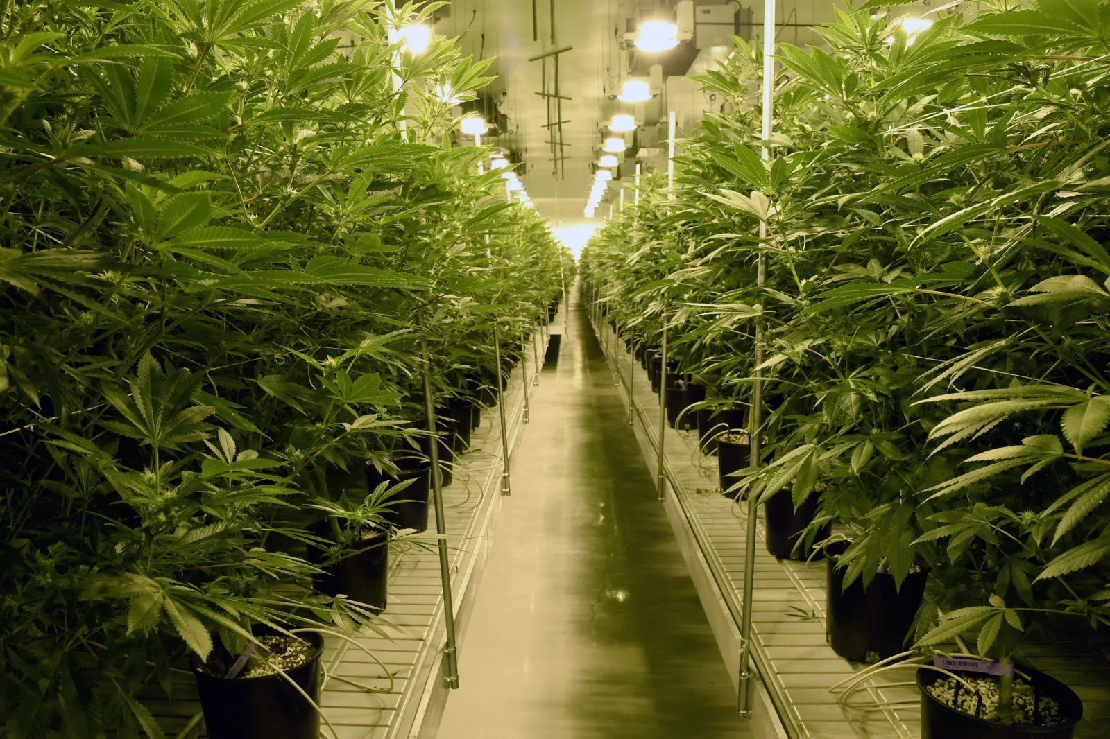 Marijuana plants are seen at Essence Vegas' 54,000-square-foot marijuana cultivation facility on July 6, 2017 in Las Vegas.
