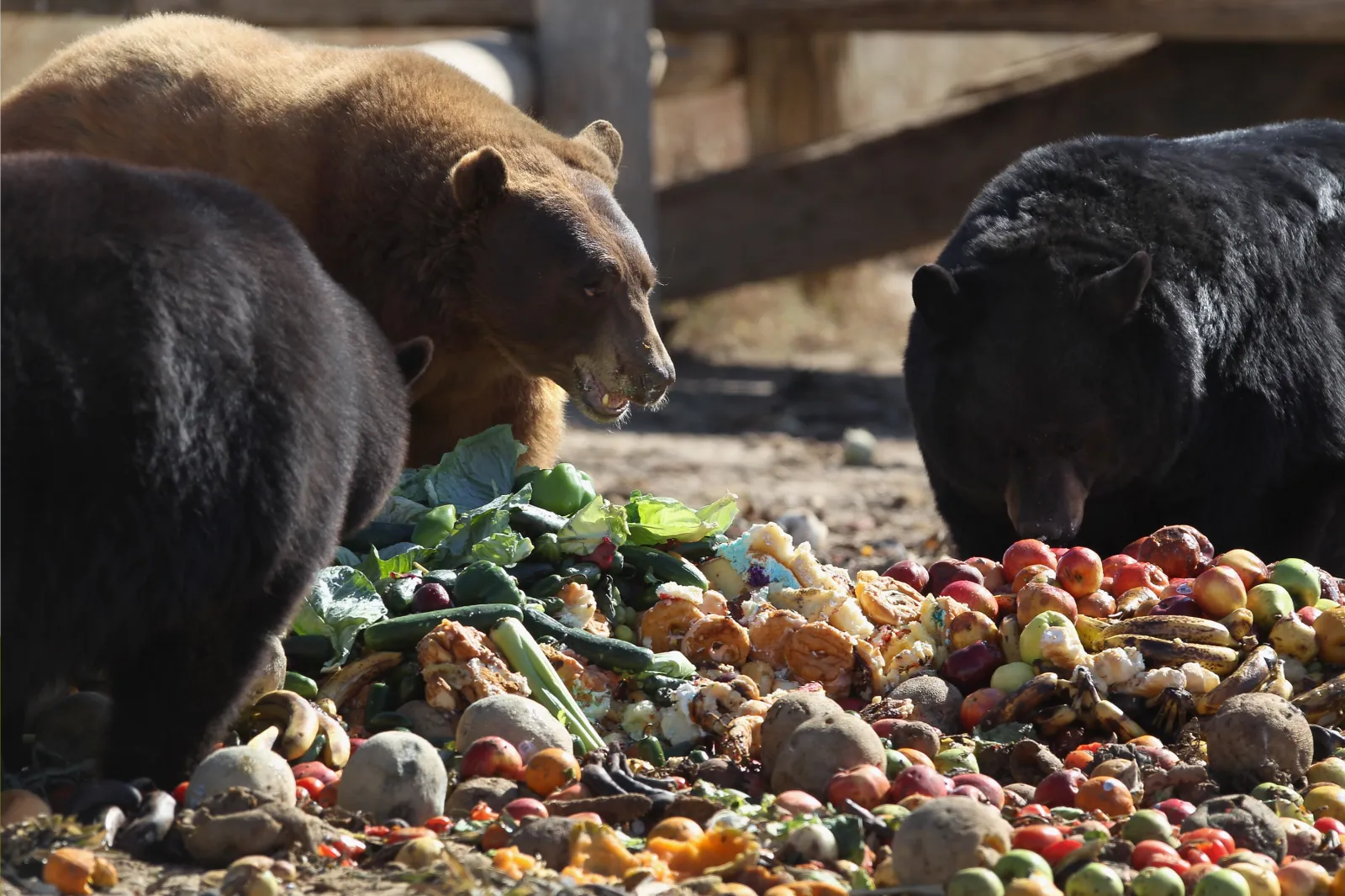 Rescued brown and black bears feed at The Wild Animal Sanctuary on October 20, 2011 in Keenesburg, Colorado.