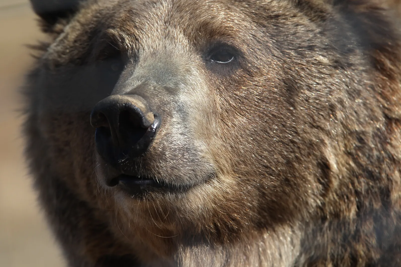 A female grizzly bear sniffs the wind at The Wild Animal Sanctuary on October 20, 2011 in Keenesburg, Colorado
