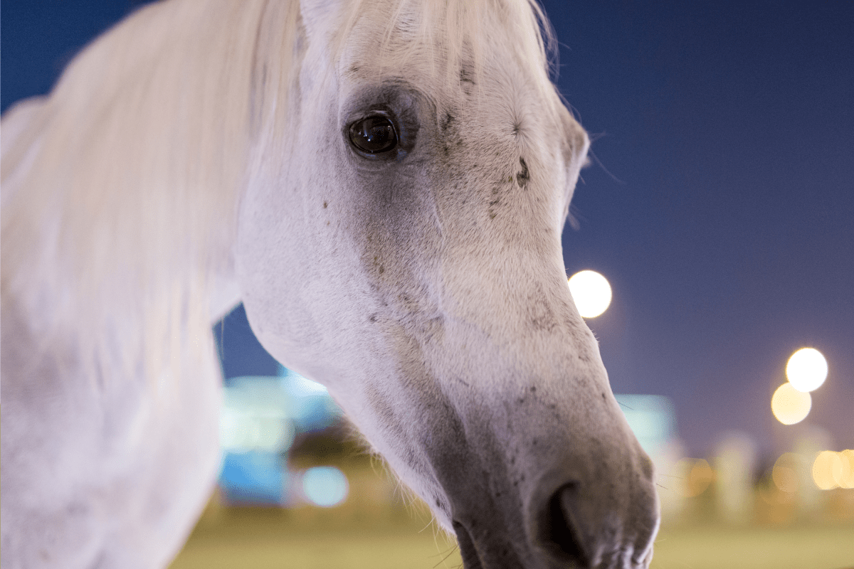California Tried to Stop Selling Genetically Engineered 'Unicorns'