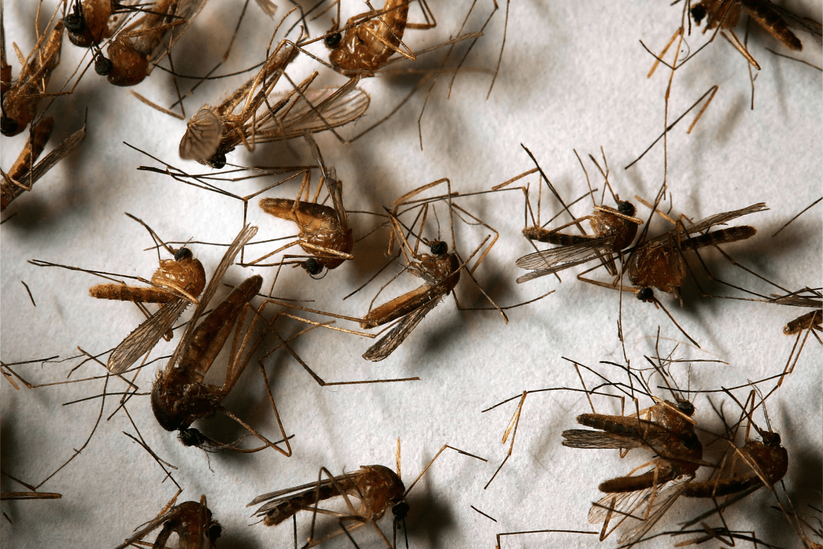 West Nile Virus Symptoms Explained As NYC Reports New Case