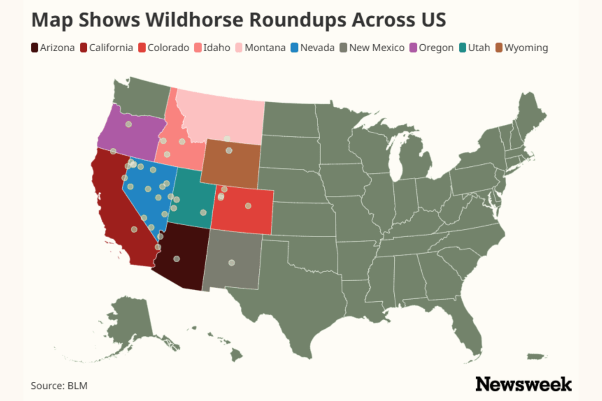 Wild Horses Map Shows Roundups Across US as Advocates Warn of Slaughter