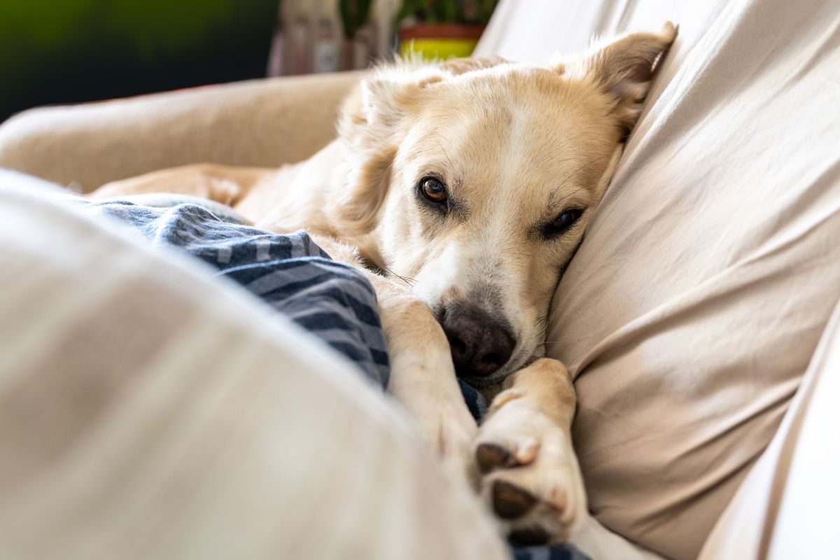 Subtle Signs Your Dog Isn’t Actually Calm—They’re Secretly Shutting Down