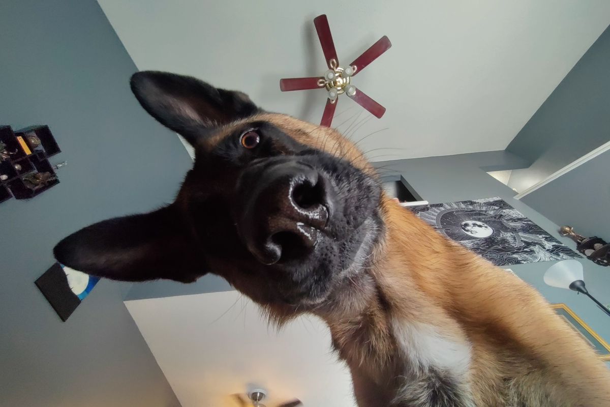 Why Your Dog Investigates Everything—and When It’s a Red Flag