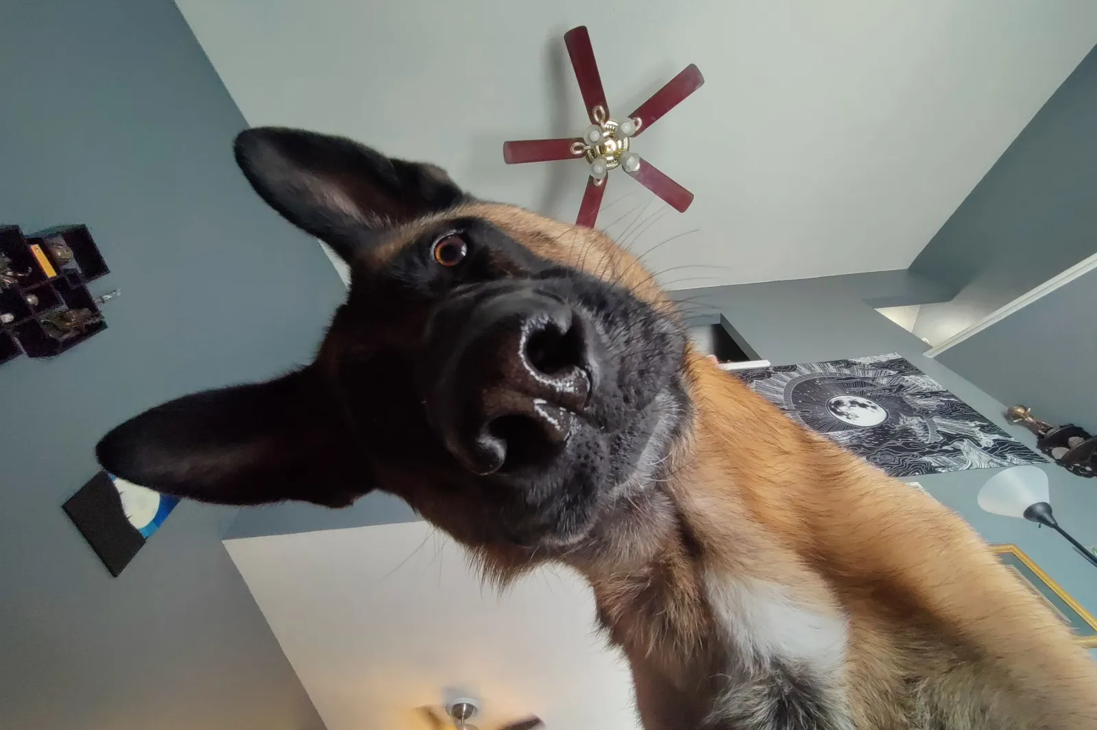 Curious dog looking at camera