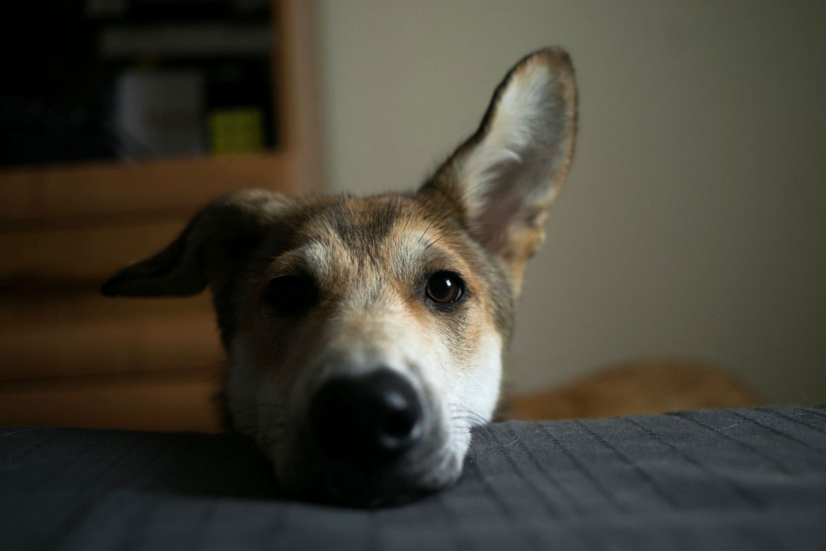 Scientists Discover What Happens in Dogs&rsquo; Brains When They See Your Face