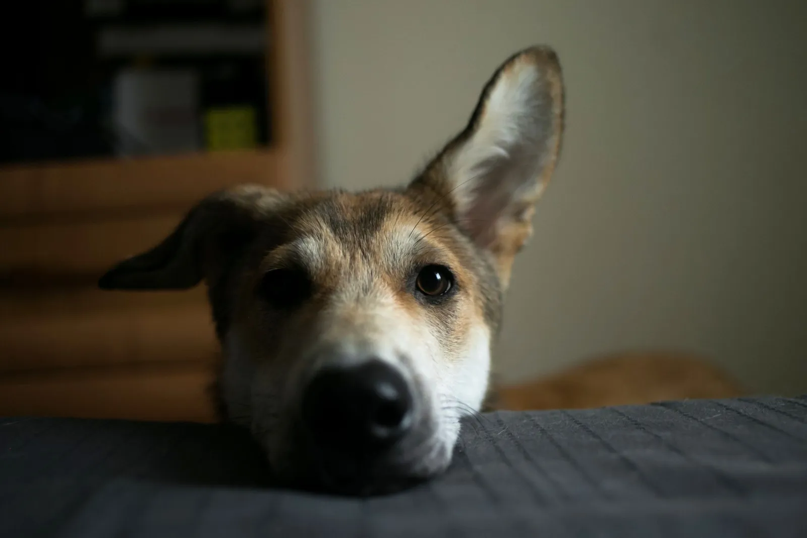 Scientists Discover What Happens in Dogs’ Brains When They See Your Face