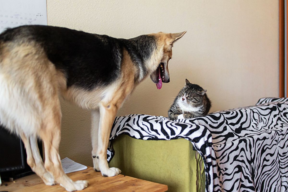 Dog Trainer Explains What Cats Actually Do to a Dog’s Personality