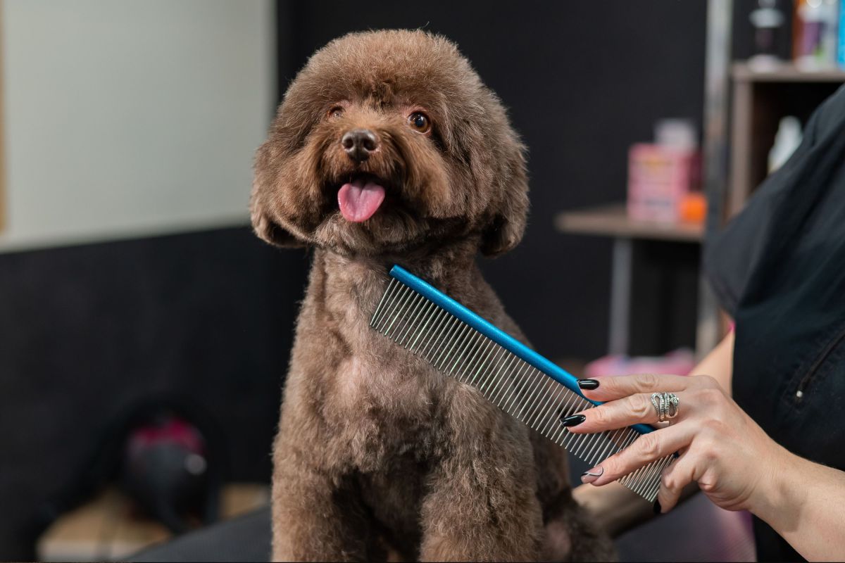 Why Your Dog May Seem More Confident After a Trip to the Groomer