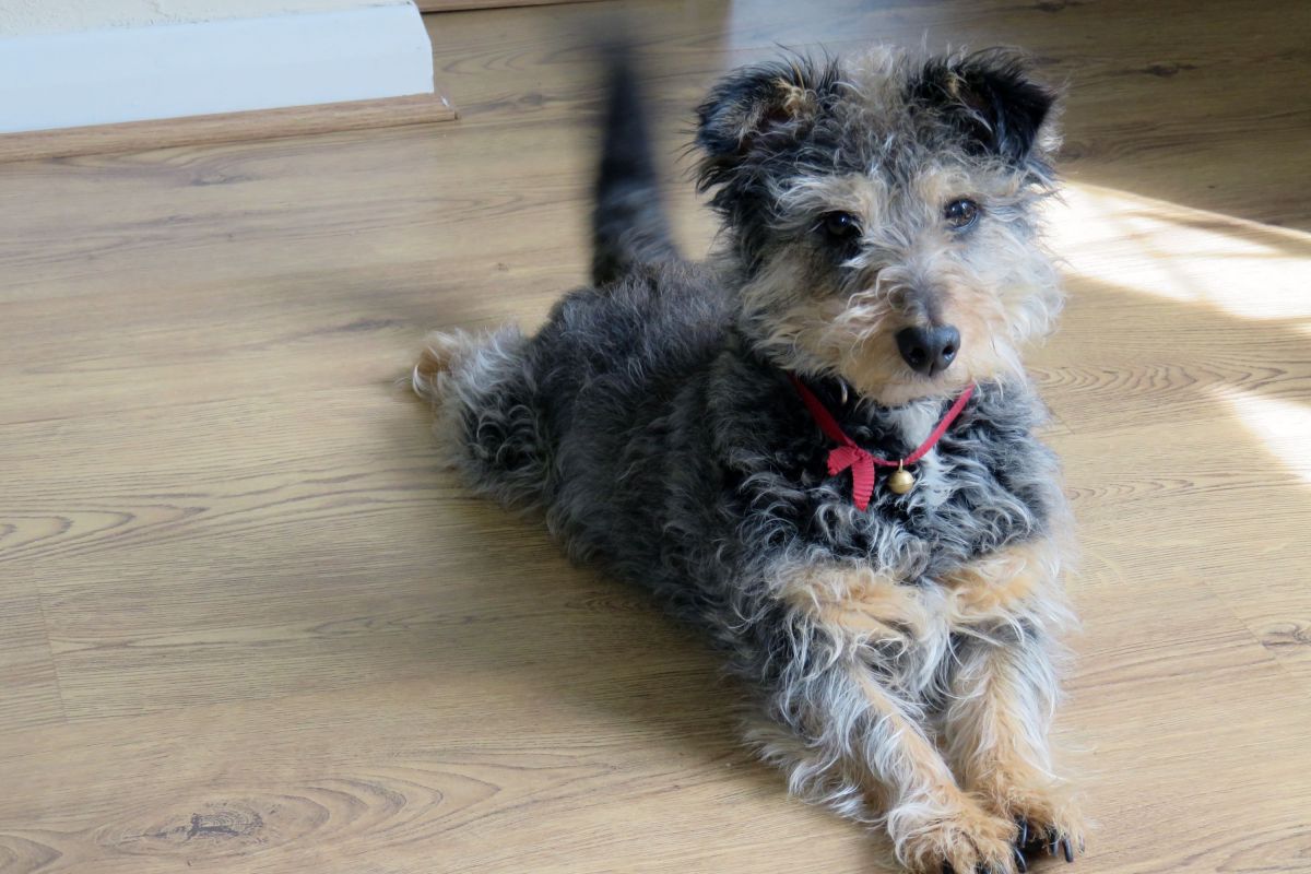 Does a Wagging Tail Mean a Happy Dog? Expert Reveals Hidden Signs