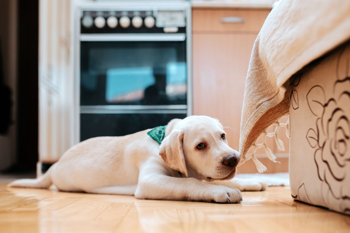 Bringing Home a New Puppy? The Hidden Dangers Most Owners Miss