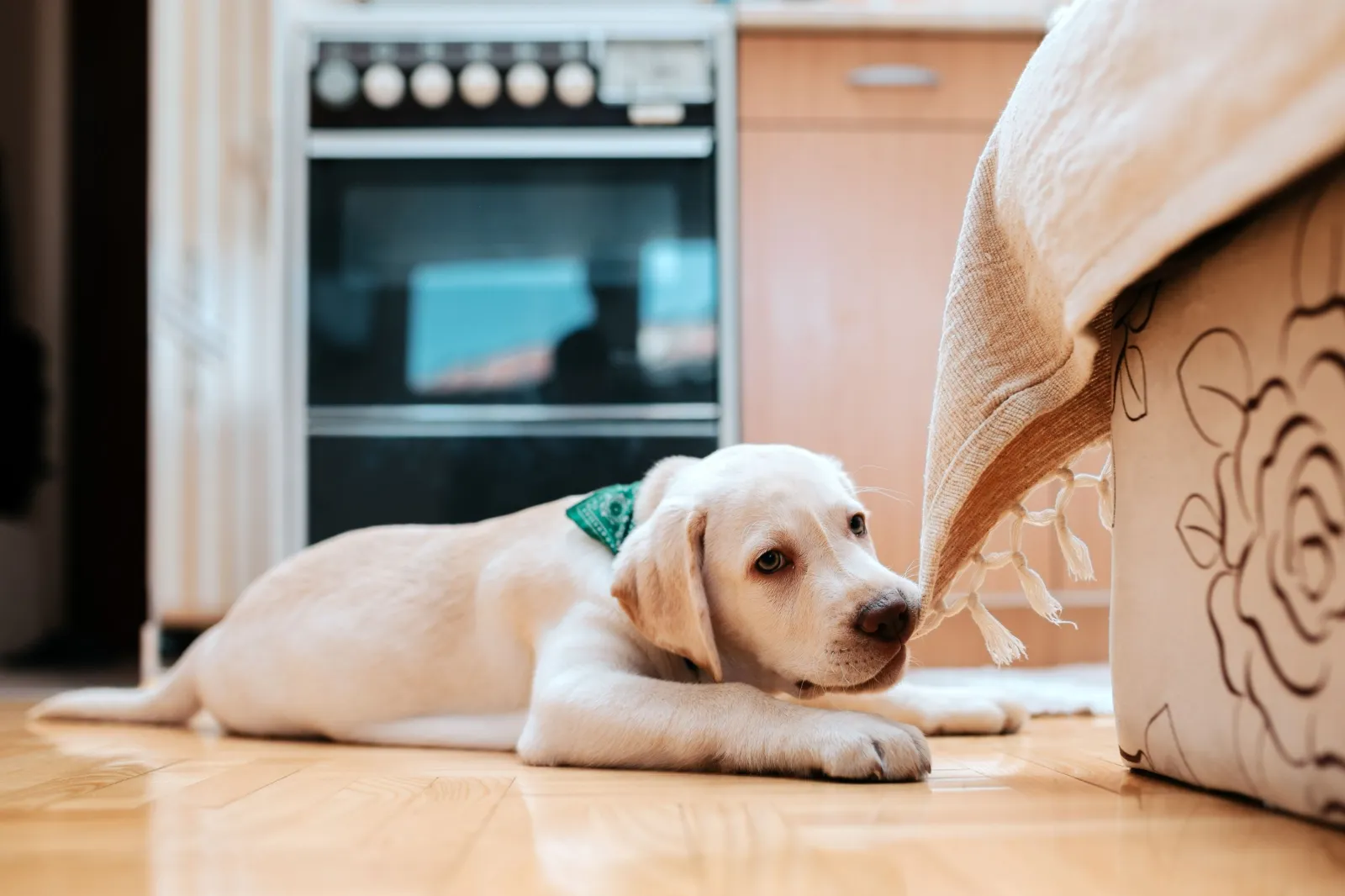 Bringing Home a New Puppy? The Hidden Dangers Most Owners Miss