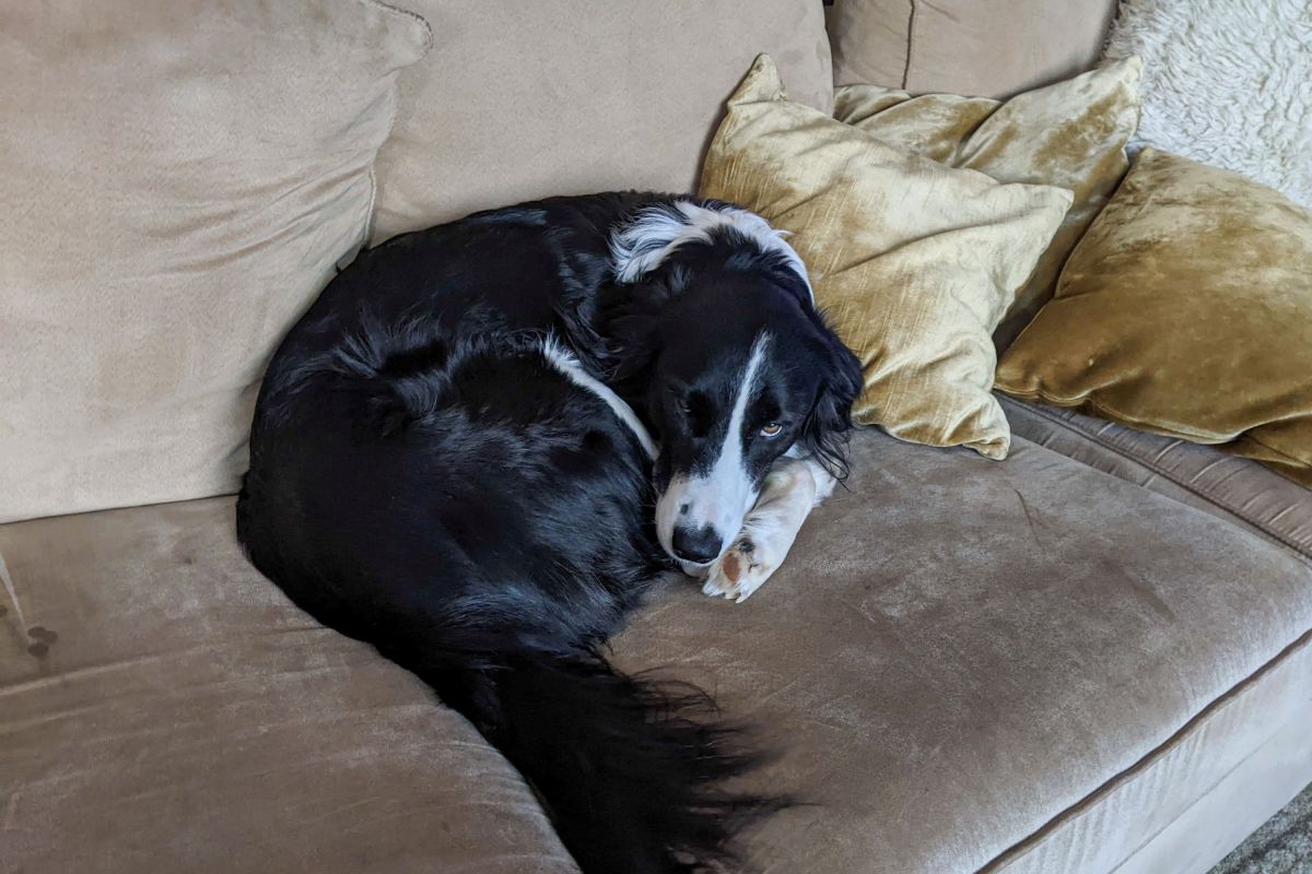 Expert Reveals What a Dog Is Really Trying to Say When They Steal Your Seat