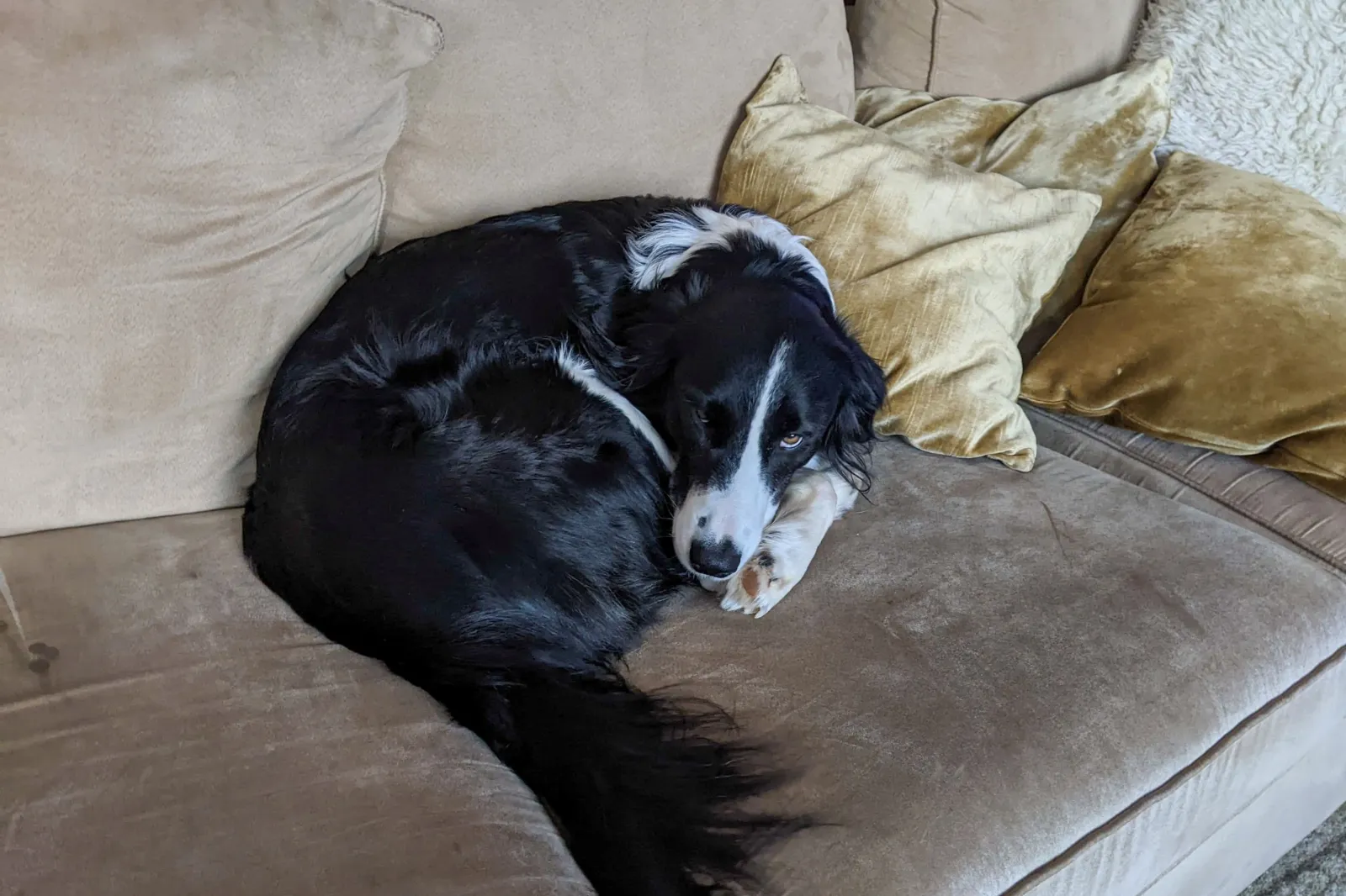 Expert Reveals What a Dog Is Really Trying to Say When They Steal Your Seat
