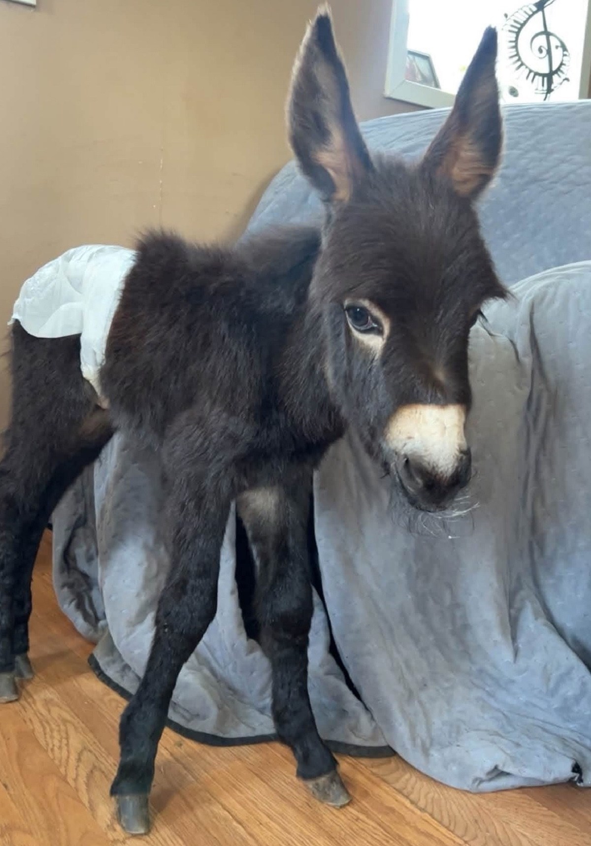Georgia Police Officer Placed on Leave After Shooting ‘HeeHaw’ the Donkey