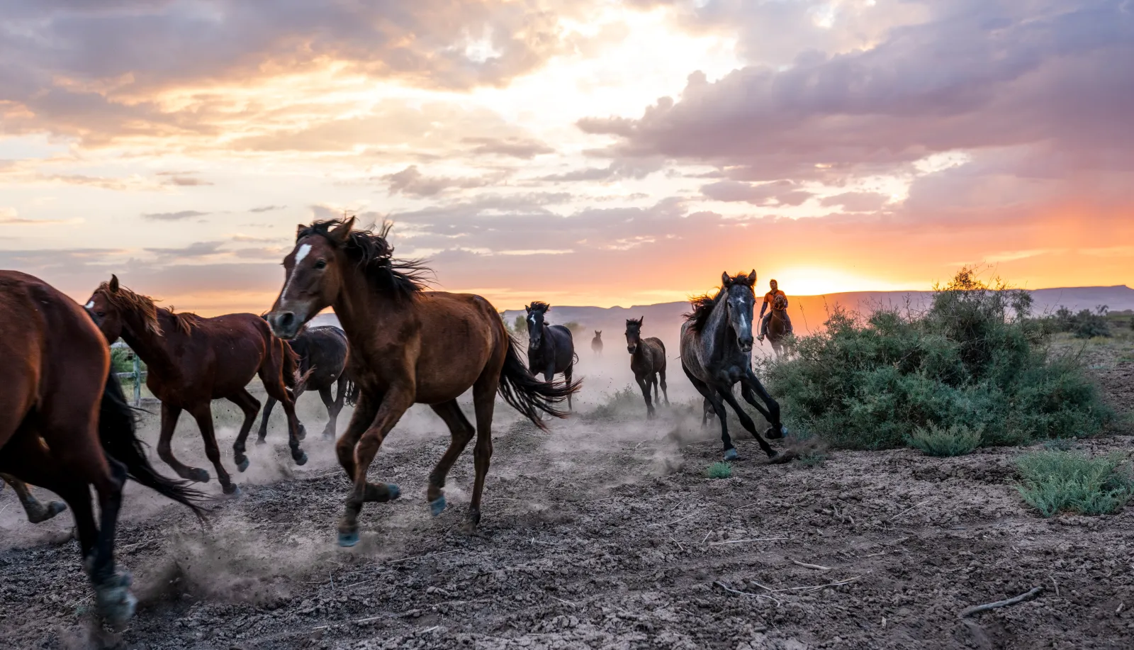 map-of-wild-horse-herds-in-us-as-trump-admin-cracks-down-on-mustangs