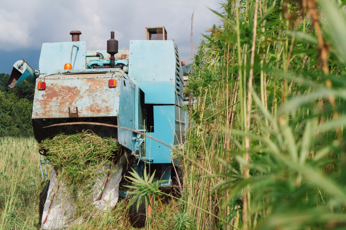 America’s Manufacturing Future Starts With Industrial Hemp | Opinion