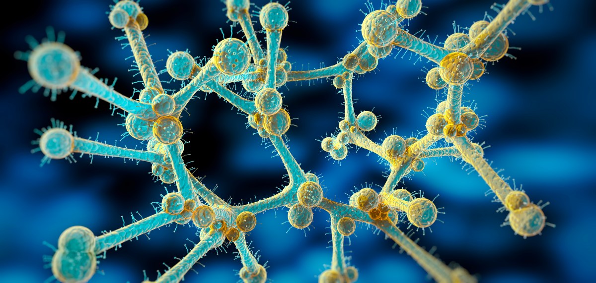 Deadly Fungus Kills Thousands Every Year. Scientists Found Where It Hides