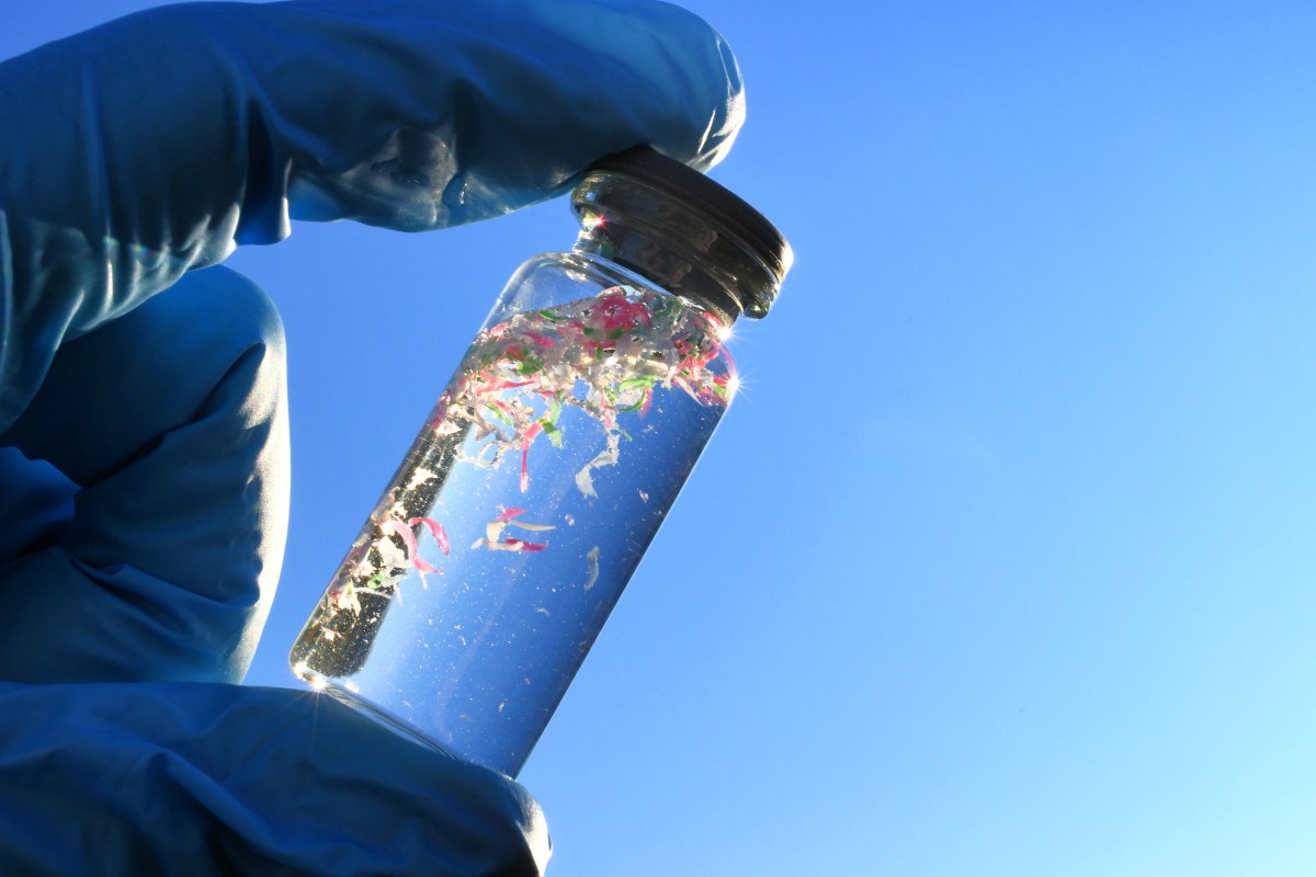 Common Food Packaging Plastic May Contribute to Fatty Liver Disease