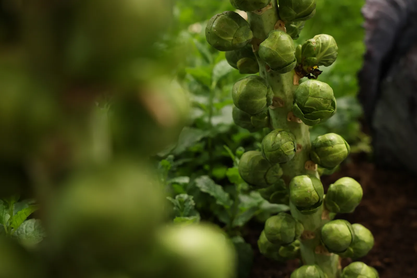 Brussels sprouts grow at a display in the Holland hall at the Green Week (Grüne Woche) agricultural fair on January 20, 2025 in Berlin, Germany.