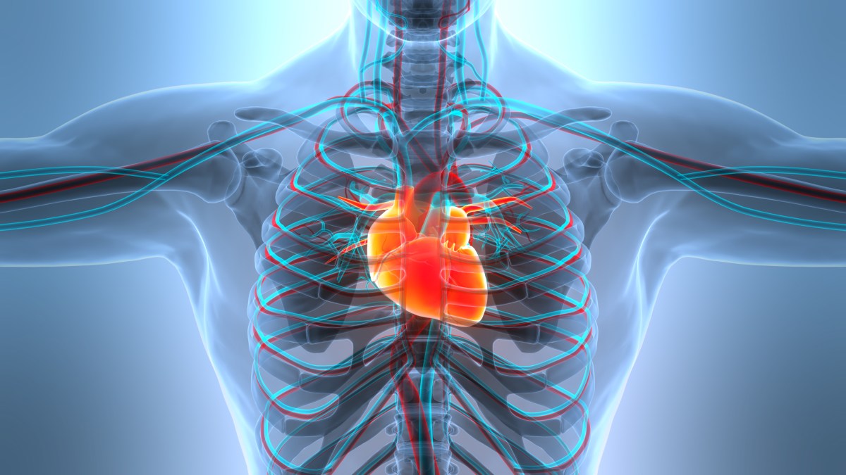 Popular Sugar Substitute Linked to Higher Risk of Heart Attack and Stroke