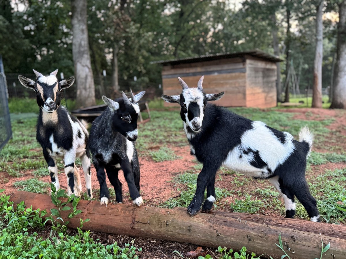 Warning Over Rabies Exposure Risk at Petting Zoo—What Are the Symptoms?