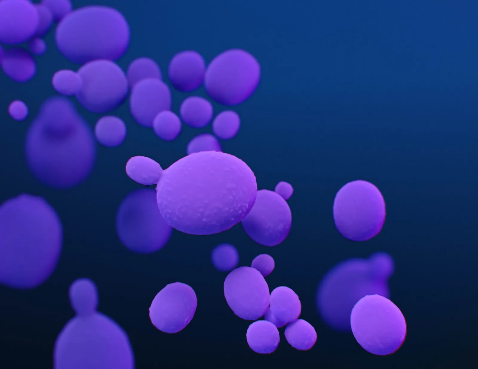 Illustration of Candida auris fungal organisms associated with antimicrobial resistance, 2019.