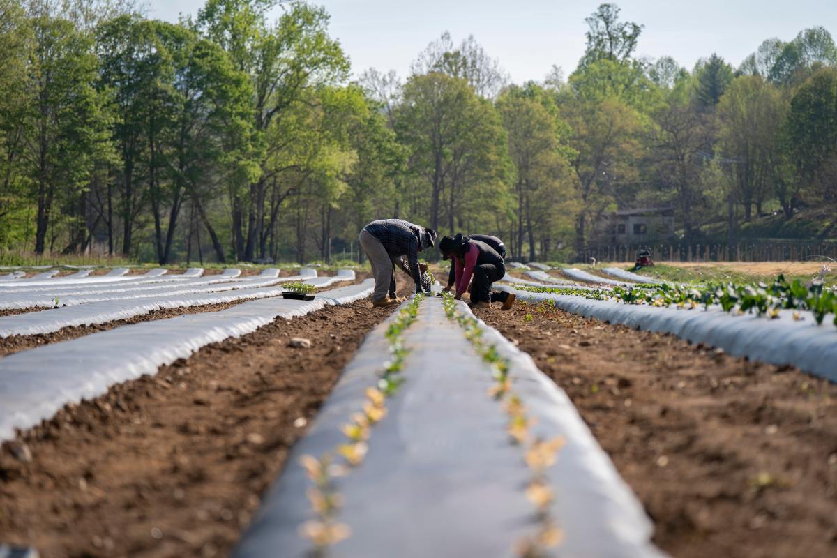 Judge Says Trump H-2A Wage Rule Could Hurt American Farmworkers
