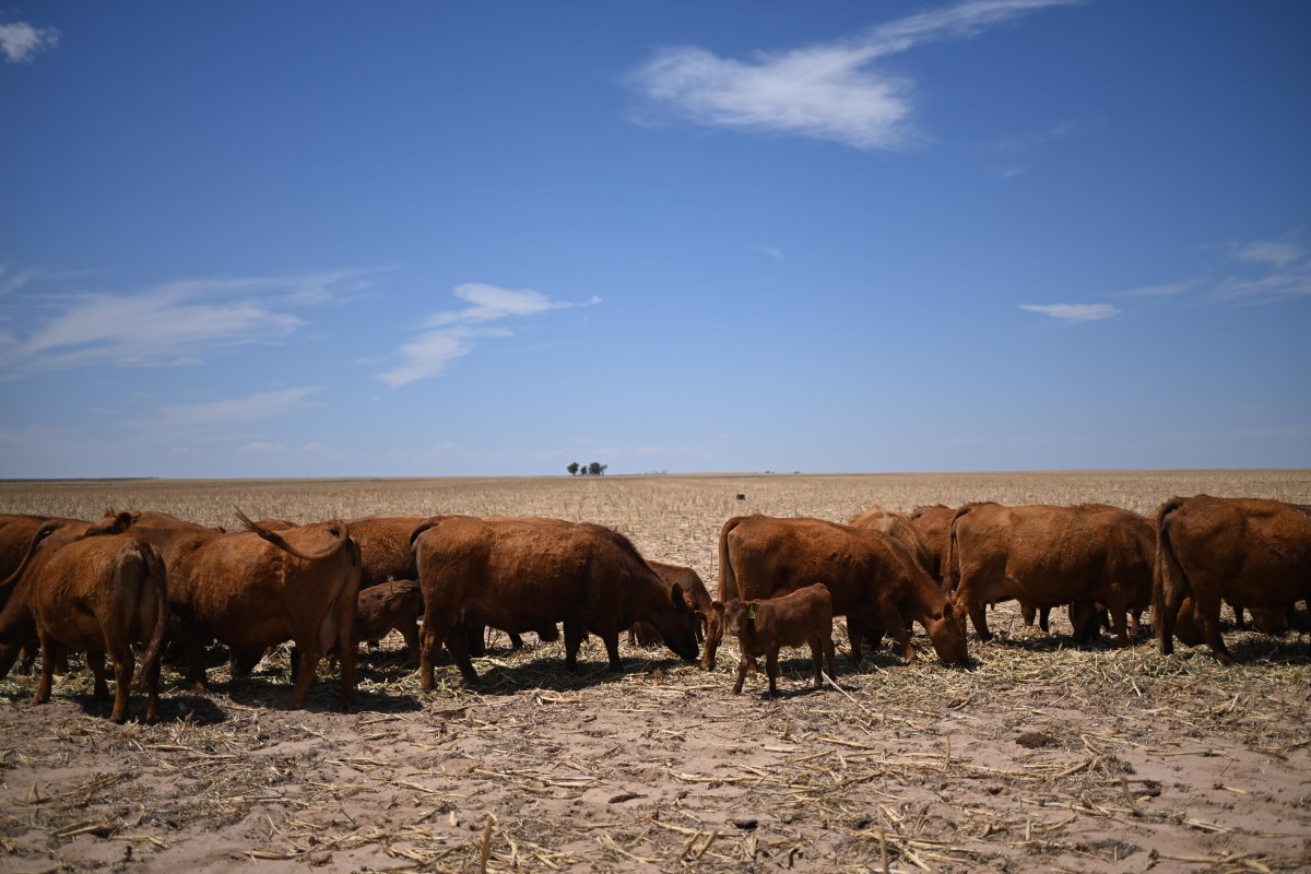 Republicans Have Beef With Donald Trump's New Import Plan