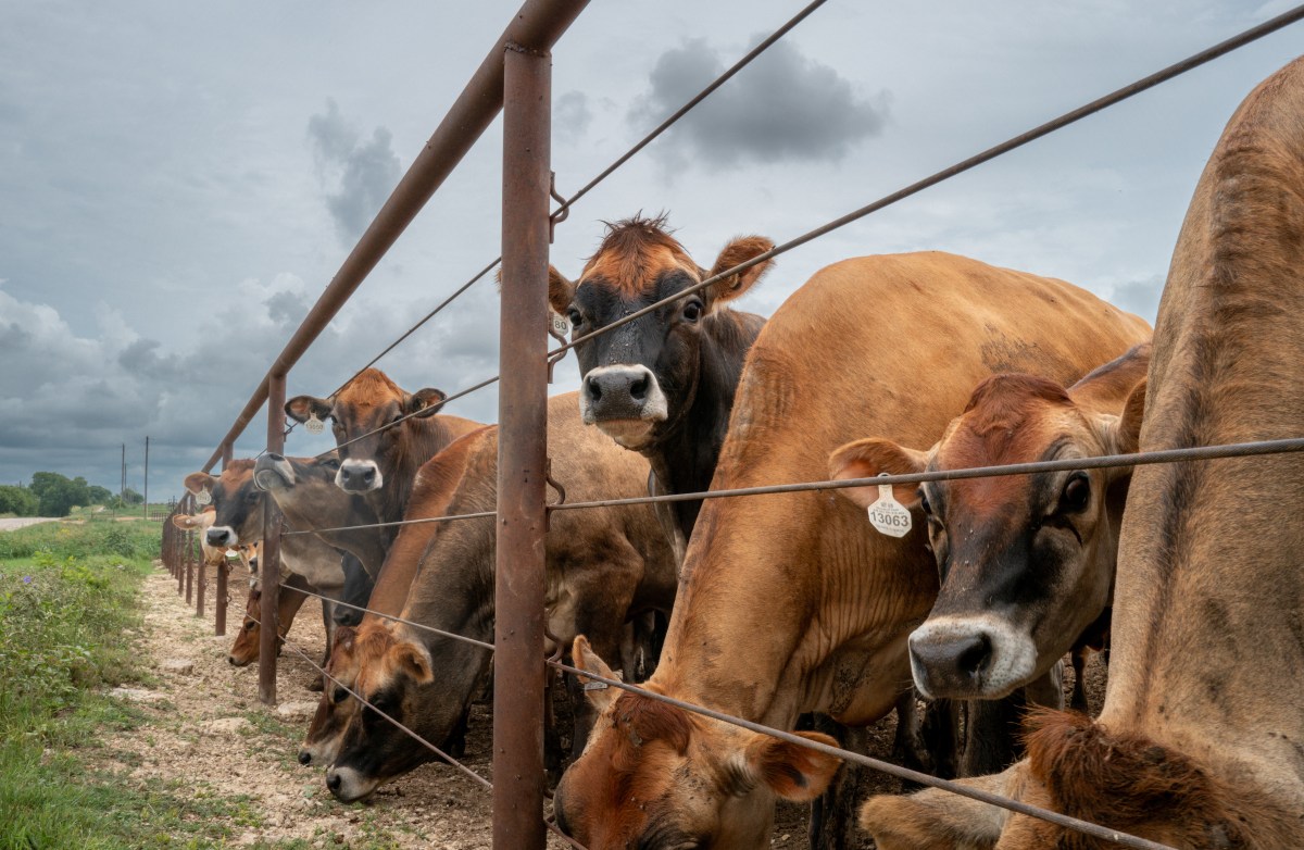 Trump Says He Has a Beef Deal. Here Are Five Unanswered Questions