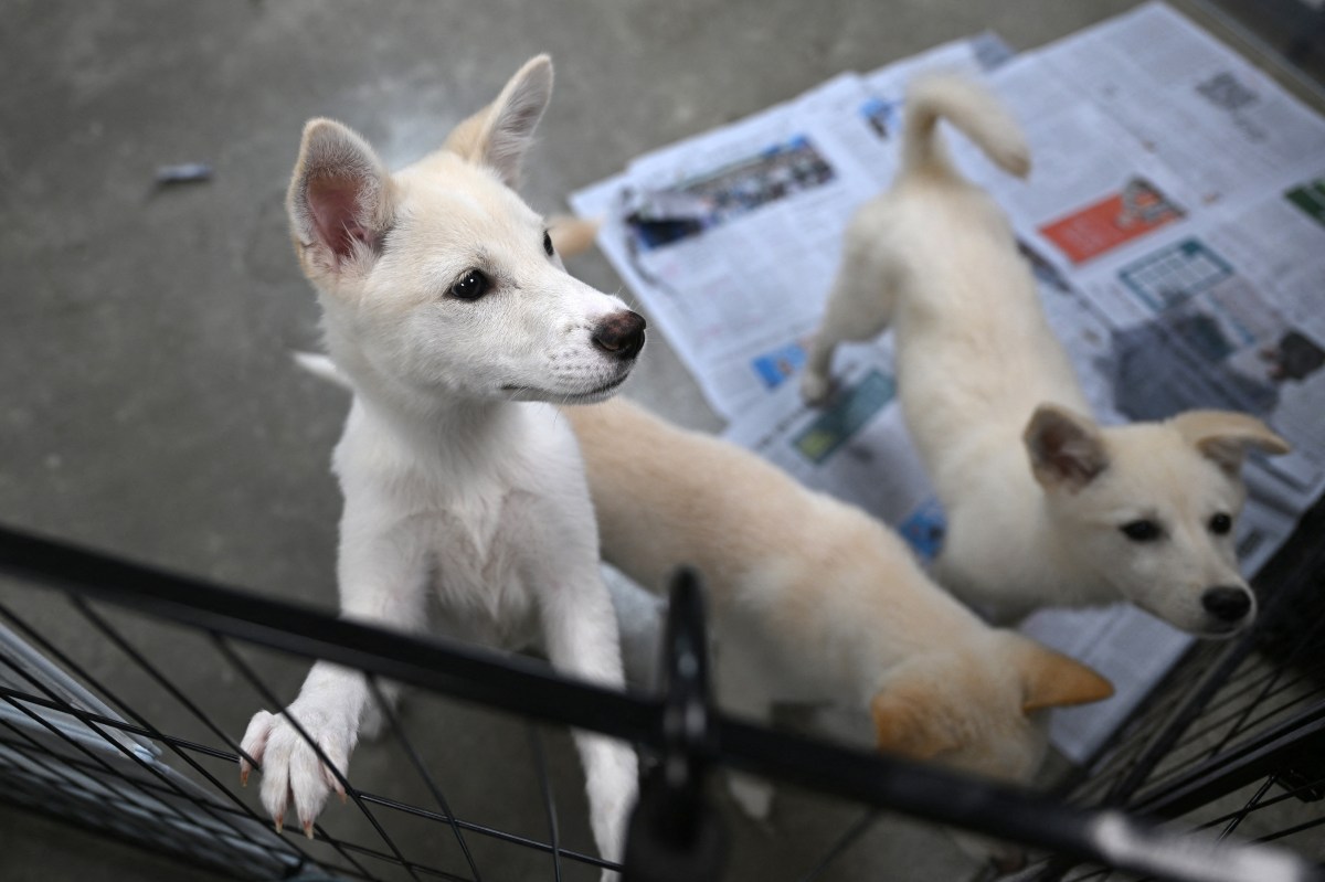 North Koreans Advised to Eat Dog Meat Soup During Heat Wave