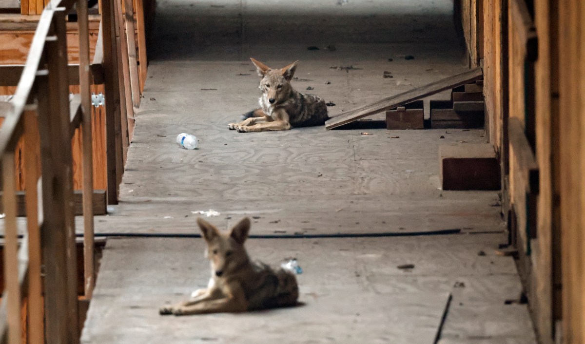 America’s Condo Market Is Unraveling, As Coyotes Move In