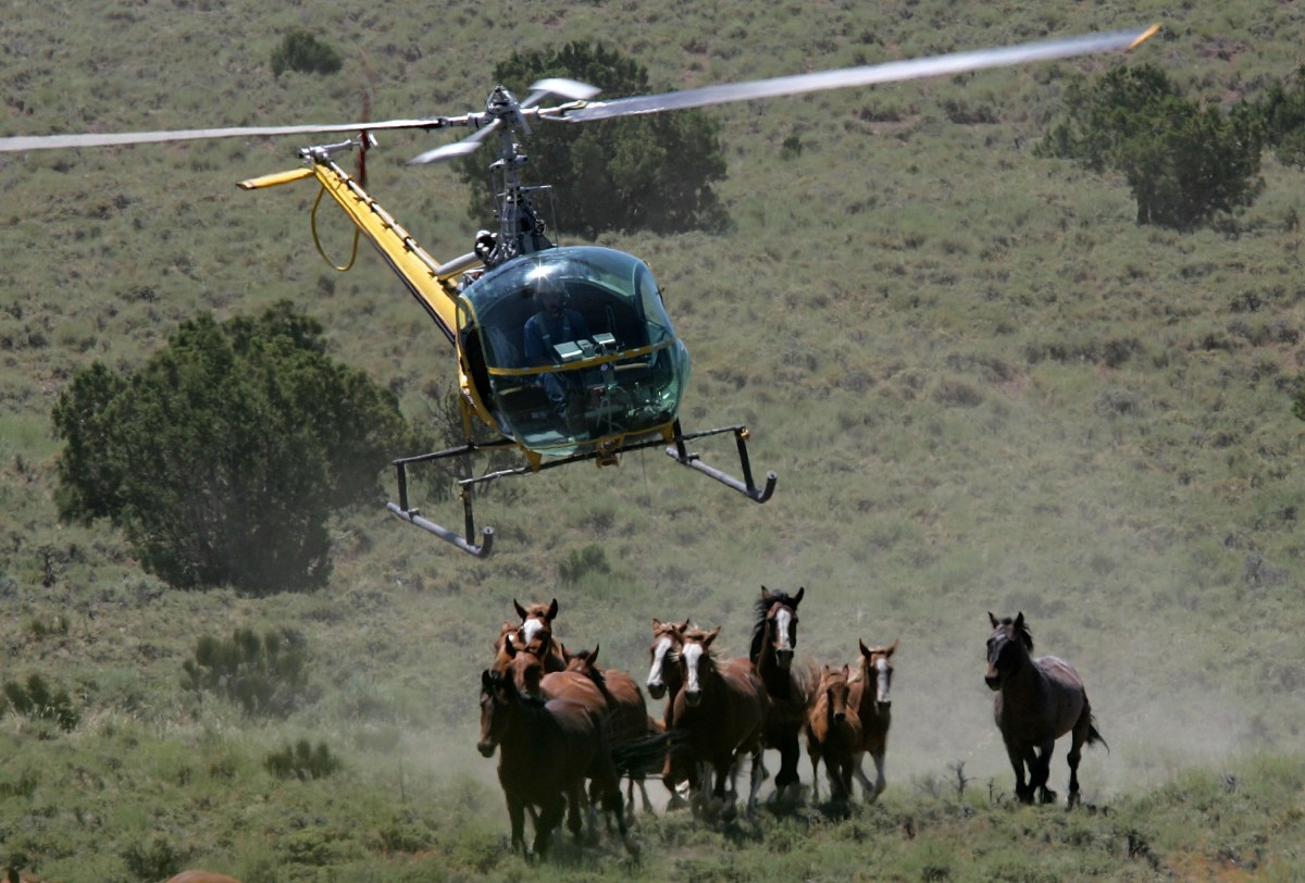 Federal Wild Horse Sales Surge Under Trump Amid Slaughter Concerns