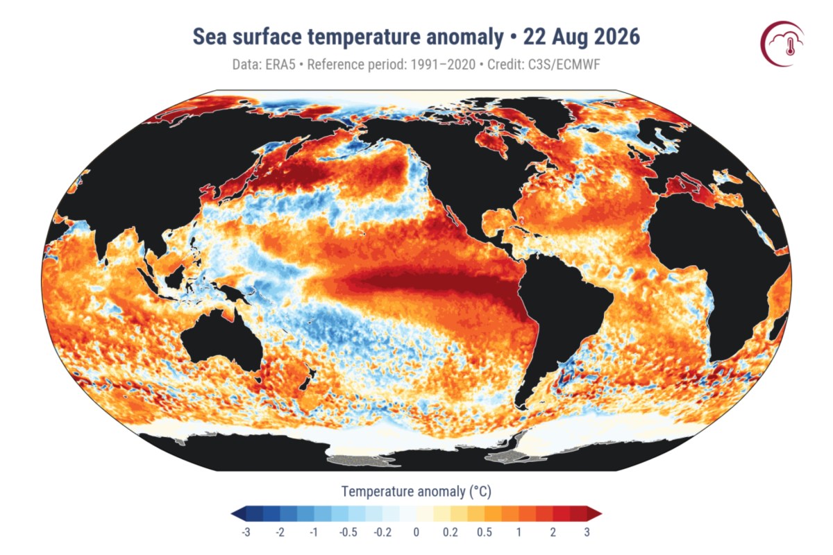 El Niño Is Still Strengthening. The Ocean Is Already Breaking Records