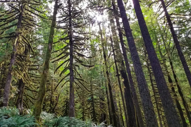 Old growth forest with mossy trees and ferns in Oregon.