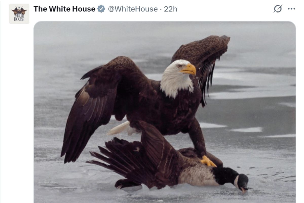 The Full Story Behind the White House’s Eagle v Canada Goose Post