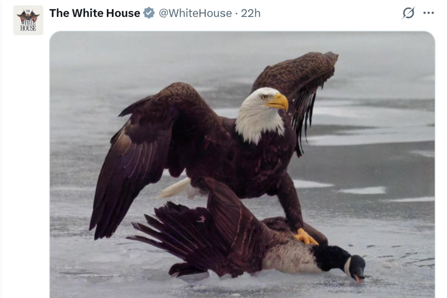 newsweek.com - Alice Gibbs - The full story behind the White House's Eagle v Canada goose post