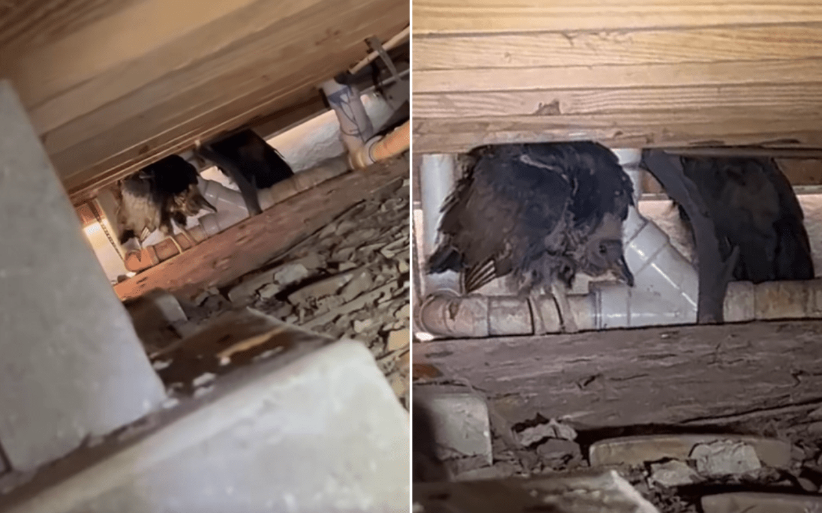 Plumber Investigates Foul Smell Under a House—Then He Sees the Vultures
