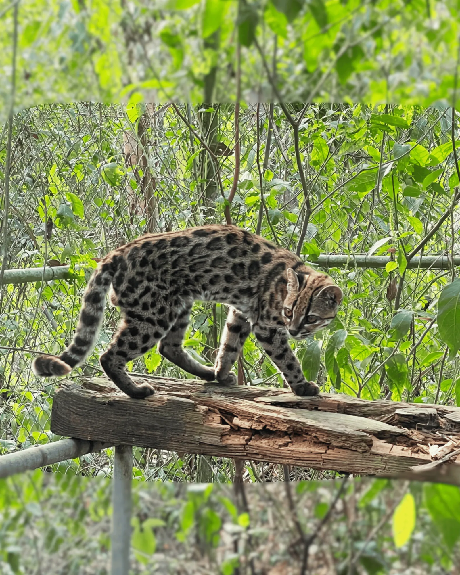The Leopardus tilcayo is described as "elusive."