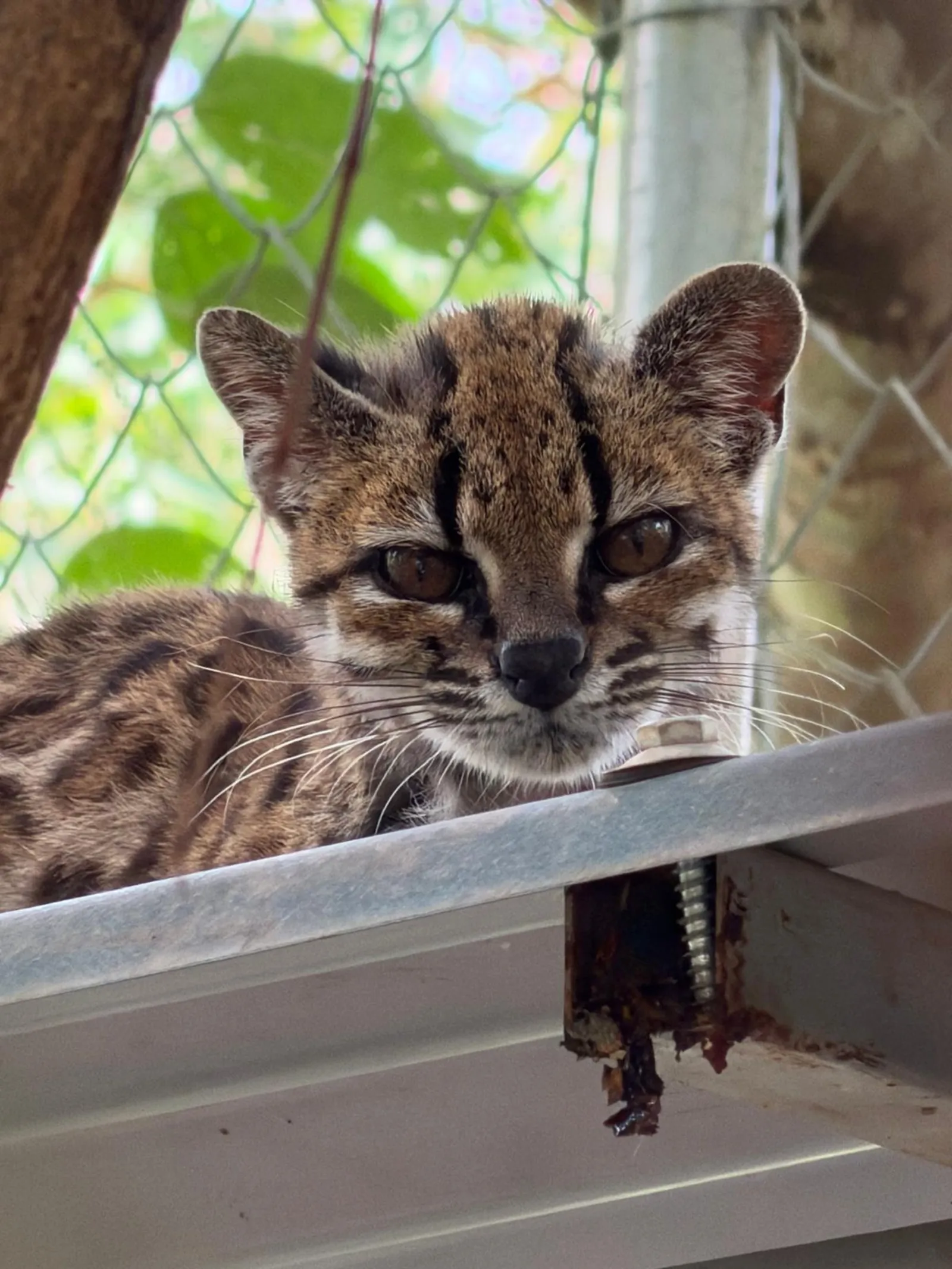 The new species of tiger cat is the size of a domestic kitten.